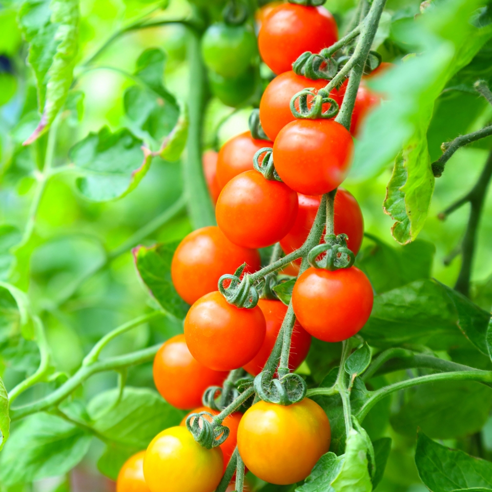 トマト栽培の写真