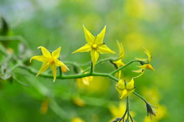 トマト栽培　開花